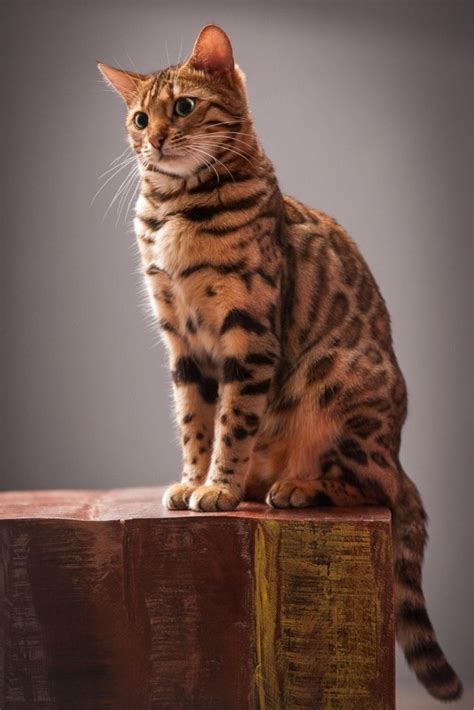 Tiger Cat Breeds Wild Looking Cats To Keep At Home Petskb