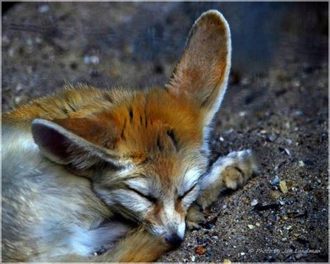 Animals in Amsterdam, Netherlands (inhabitants artis zoo) - a photo by