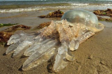 More Than 30 Giant Jellyfish Invade Uk Shores As Brits Warned To Stay