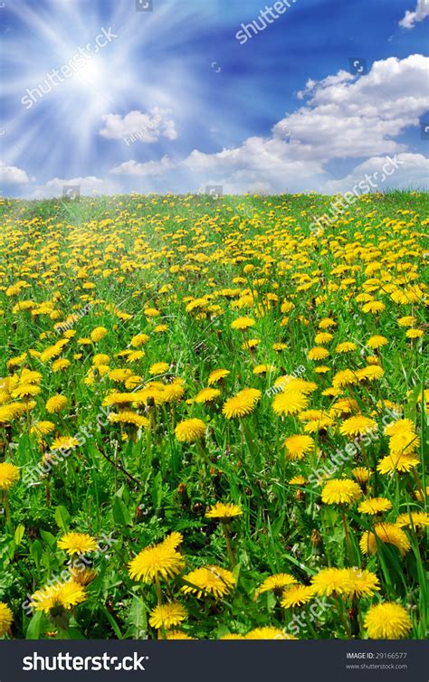 Beautiful Summer Field Full Of Yellow Blooming Dandelions And Shining