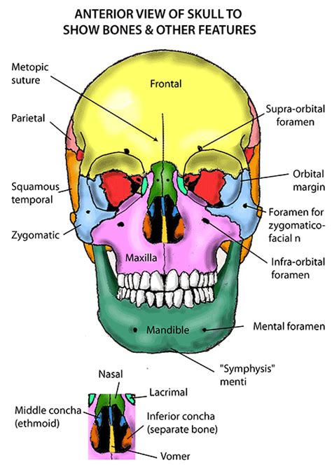 These include 14 bones in the face, 6 cranial bones and 6 auditory or ear bones. Instant Anatomy - Head and Neck - Areas/Organs - Skull ...