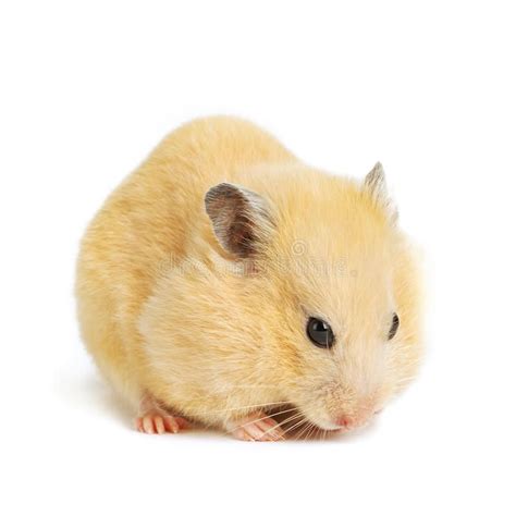 Funny Hamster Eats On White Isolated Background Ad Eats Hamster