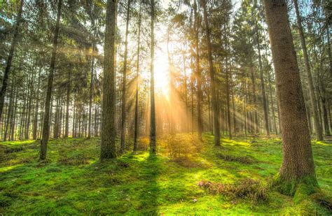 Hd Wallpaper Pine Trees Under Sunrise Forest Shadow Green Yellow