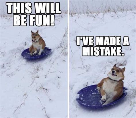 Dogs In The Snow Memes That Make Us Lol The Modern East
