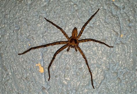 Huntsman Spider From The Philippines Whats That Bug