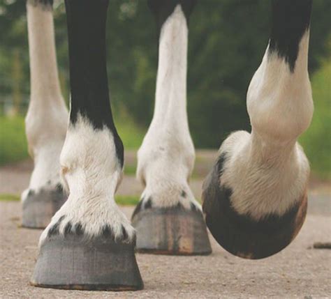 Enfermedades En Las Patas Del Caballo