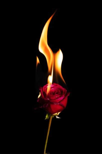 Rose Fire Black Burning Stock Photos Pictures And Royalty Free Images