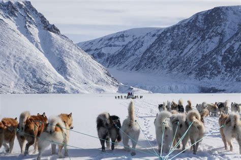 Experience Dog Sledding In Greenland Visit Greenland