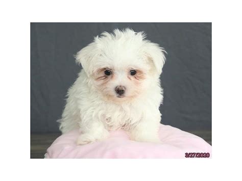 Maltese Dog Female White 2667687 Petland Lewis Center