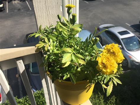 Need Help With My Marigold Flowers Are Browning And Not Fully Blooming