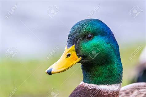 Male Mallard Duck Detail Of Green Head From A Side Portrait Many