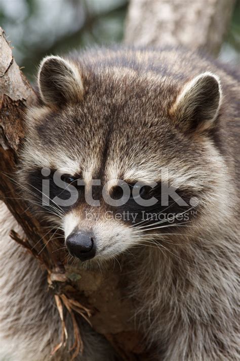 Raccoon Portrait Stock Photos