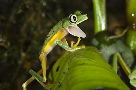 Costa Ricas Critically Endangered Amphibians Worldatlas