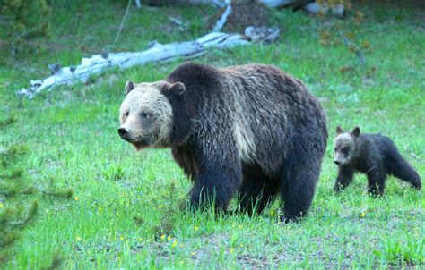 Yellowstone Grizzly Bears Spared From Hunters As Court Decides Their