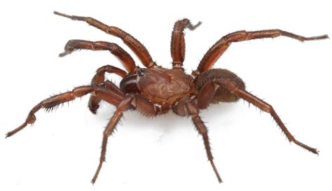 New Spider Species Discovered In Alabama Housing Subdivision Live Science