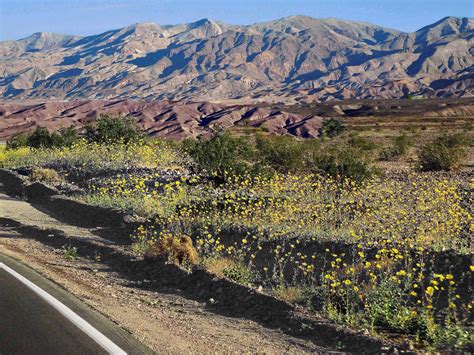 Wildflowers Beside Hwy 190 The South Death Valley National Park