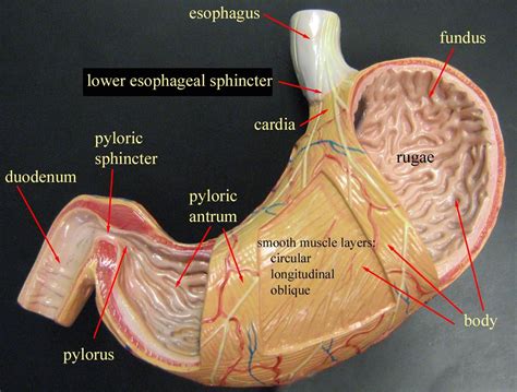 Stomach Model Anatomy Models Labeled Anatomy Models Human Anatomy And Physiology