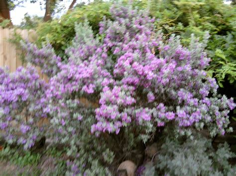 Check spelling or type a new query. Purple Sage Bush ~ Smells good too! | Sage bush, All ...