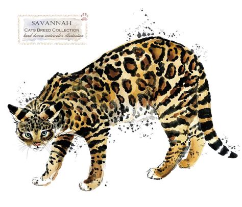 Find local savannah cats in cats and kittens in the uk and ireland. De Savanne Van Het Kattenras, Noors Forest Cat ...