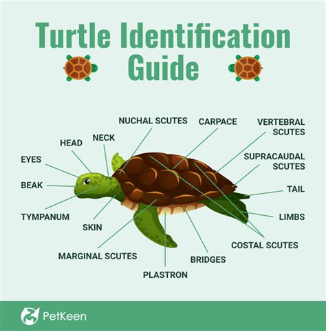 Baby Turtle Identification Chart