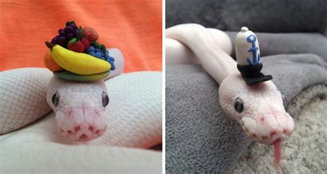 Pin By Rose Quintilian On Cuteness Part Deux Snakes With Hats Cute