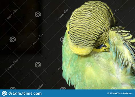 A Yellow Green Budgie Itches On A Black Background Closeup Stock Image