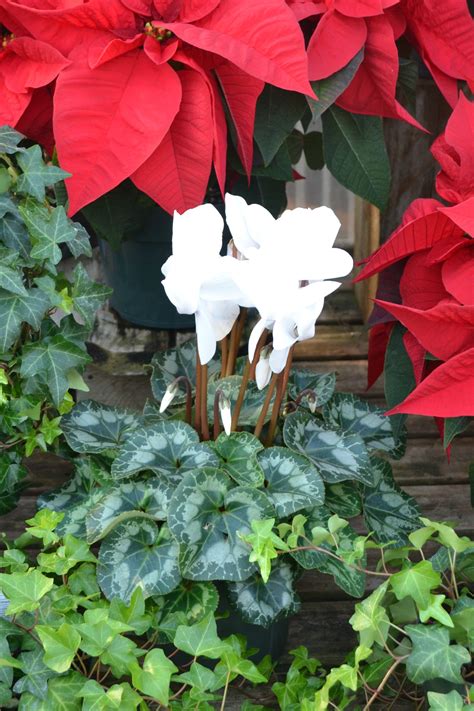 It can take a little effort, but when it's covered in flowers, it's so worth it. Two Christmas Faves: Christmas Cactus & Cyclamen ...