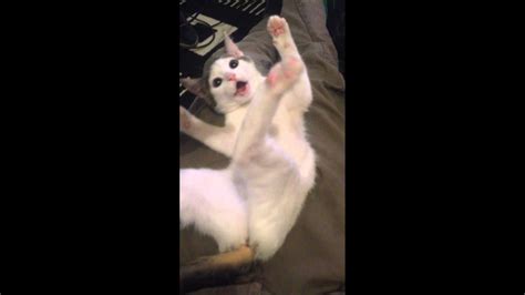 Funny Cat Reaction That Face Youtube