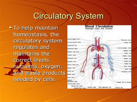 😎 How does the digestive system maintain homeostasis. talisman-intl.com