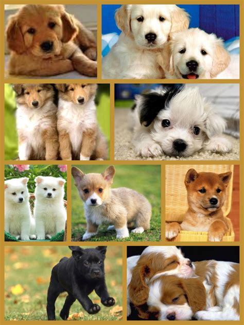 Cute Puppy Collage Puppies Cute Puppies Animals