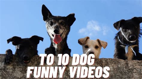 Top 10 Dog Barking Videos Compilation 2016 ♥ Dog Barking Sound Funny