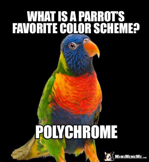 Pretty Bird Asks What Is A Parrots Favorite Color Scheme Polychrome