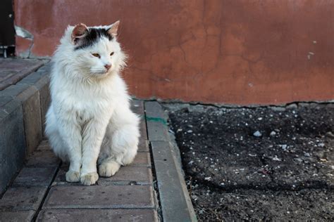 Monastery Cat Cats Of The Trinity Scanov Monastery Penza Flickr