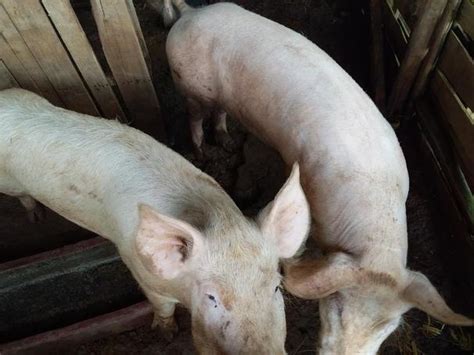 Vendo Cerdos Mascotas Costa Rica Costaricaads Com