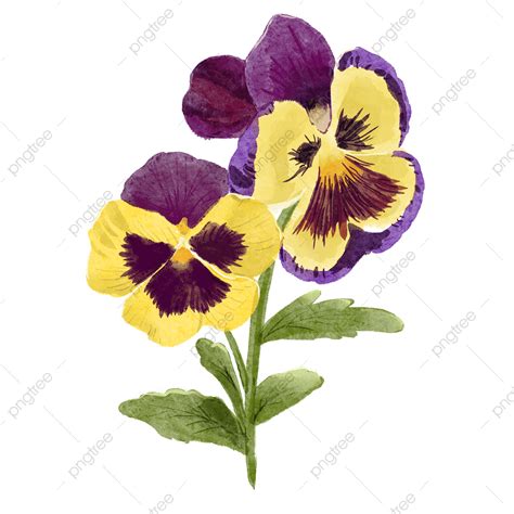 Pansy Png Vector Psd And Clipart With Transparent Background For