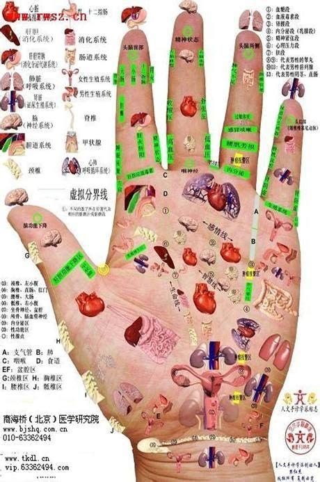 Pin By Allyson Chong On Health Reflexology And Eciwo Biology生物全息論 Hand Reflexology
