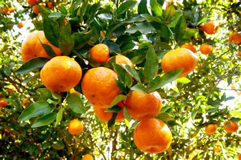 Mandarina W Murcott | The Golden Fruits