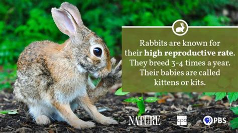 Rabbit Fact Sheet Blog Nature Pbs