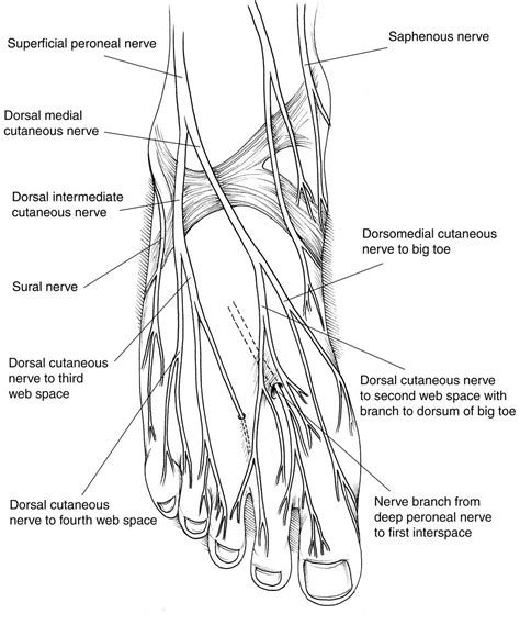 Nerve And Tendon Lacerations About The Foot And Ankle Foot Anatomy