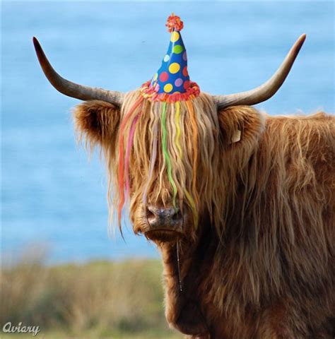 Party Cow Scottish Cow Cow Birthday Cow