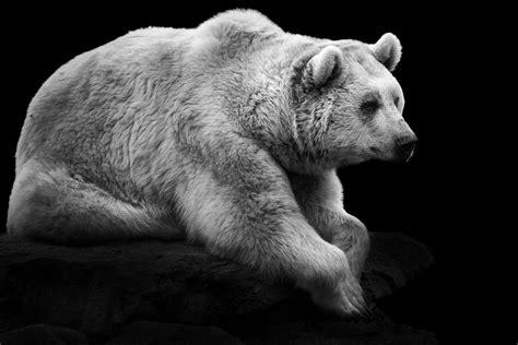 Homepage Of Wolf Ademeit Photographer Animals