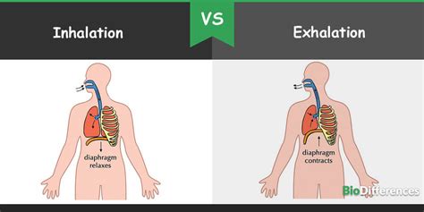 Difference Between Inhalation And Exhalation Bio Differences
