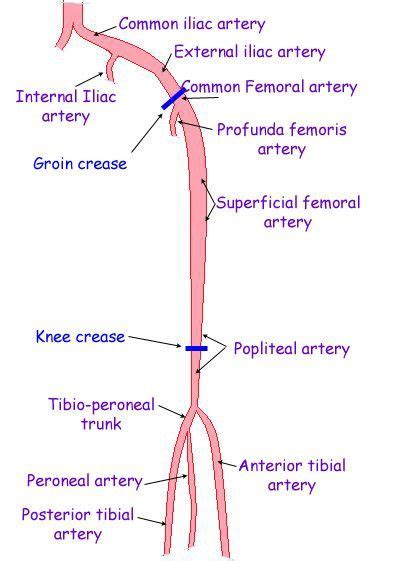 Leg Artery Anatomy Ultrasound Makes Me Smile Arteries Anatomy