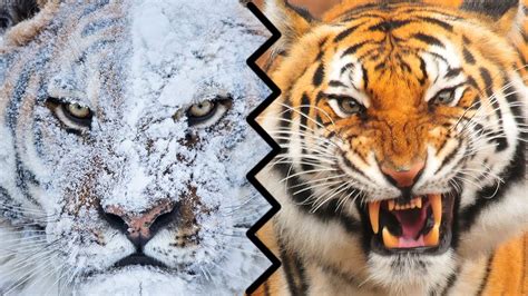 Siberian Tiger Vs Bengal Tiger Fight