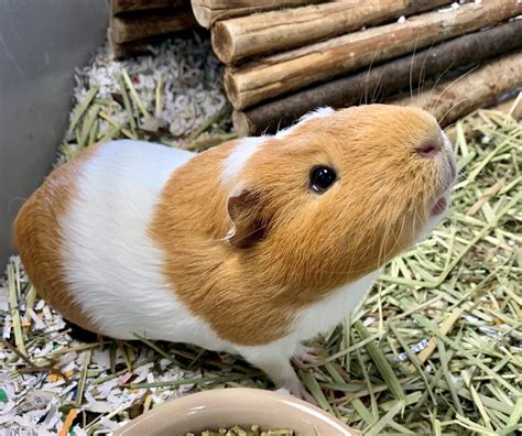 What To Know Before Adopting A Guinea Pig Ontario Spca And Humane Society