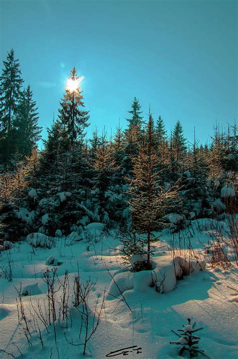 Christmas Trees Photograph By Balau Andrei Fine Art America
