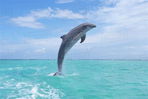 Common Bottlenose Dolphin Jumping Out Of Water Caribbean Sea Roatan