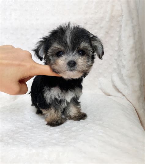 morkie puppy for sale Archives | iHeartTeacups