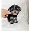 Morkie Puppies For Sale Los Angeles  Rdmarketingdesign