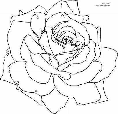 Coloring Roses Pages Rose Printable Flower Adult